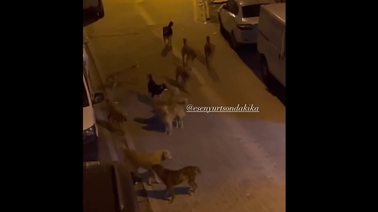 Mahallelinin köpek korkusu: “İnsanlar yolda yürüyemiyor!”