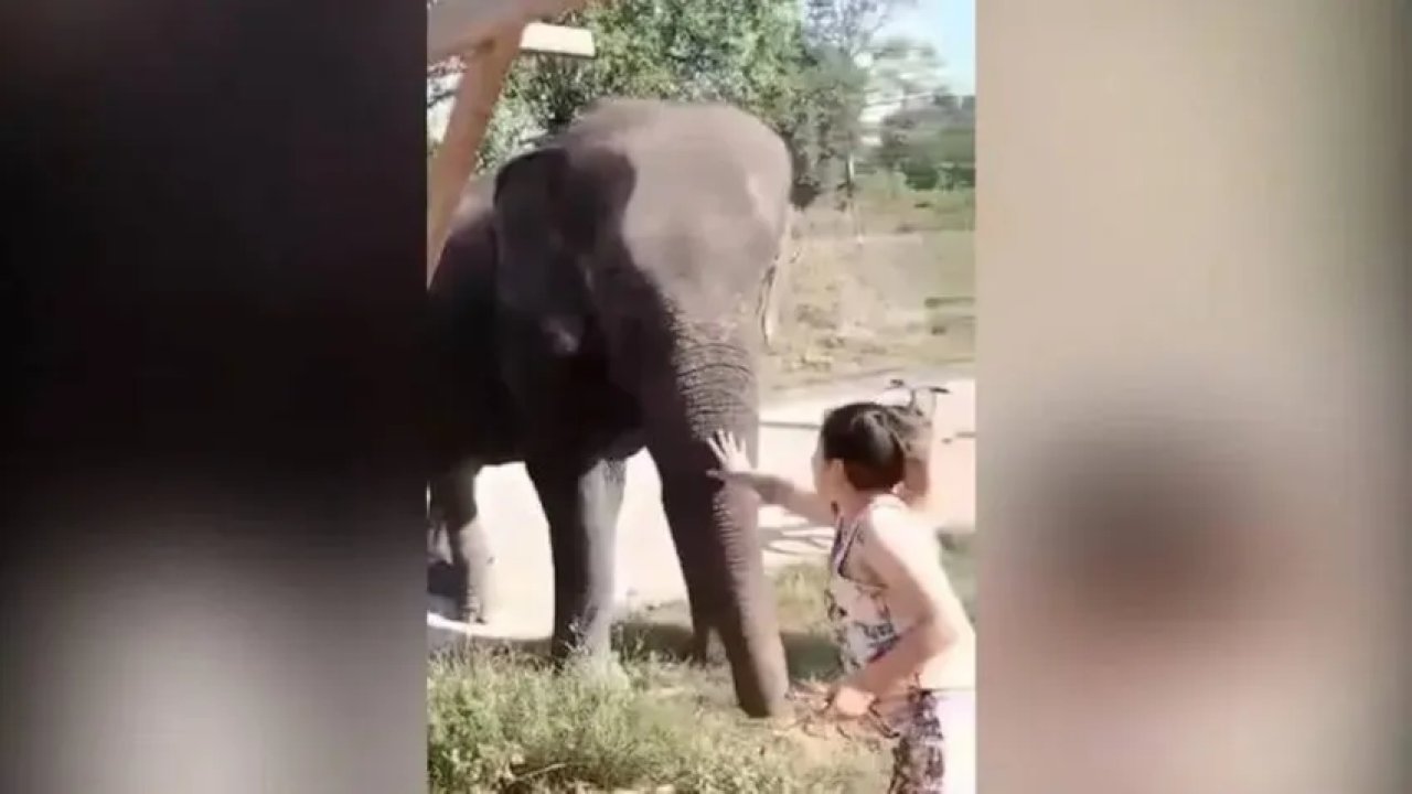 Dilendirilen fil sahibini ezerek öldürdü!