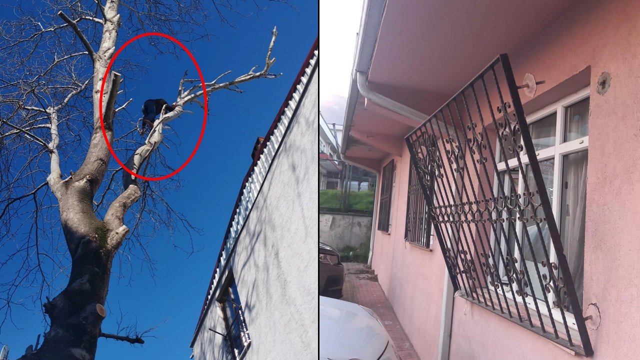 Yakalanacağını anlayan hırsız polisten kaçmak için ağaca tırmandı: O anlar kameraya yansıdı