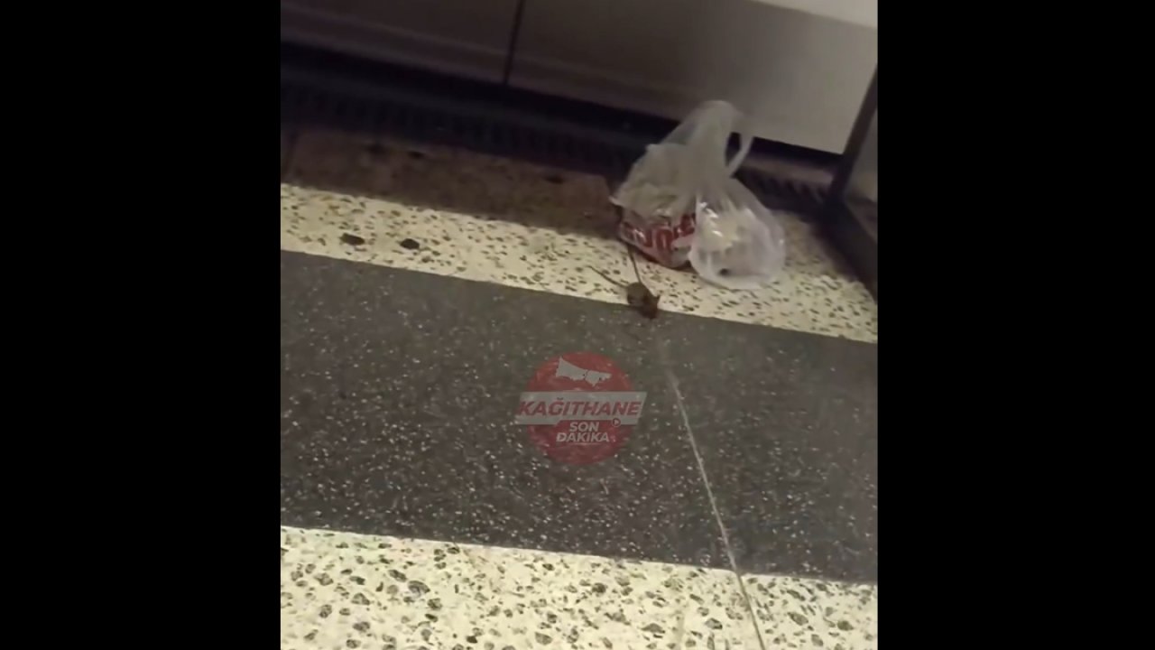 Metro istasyonunu fareler bastı!