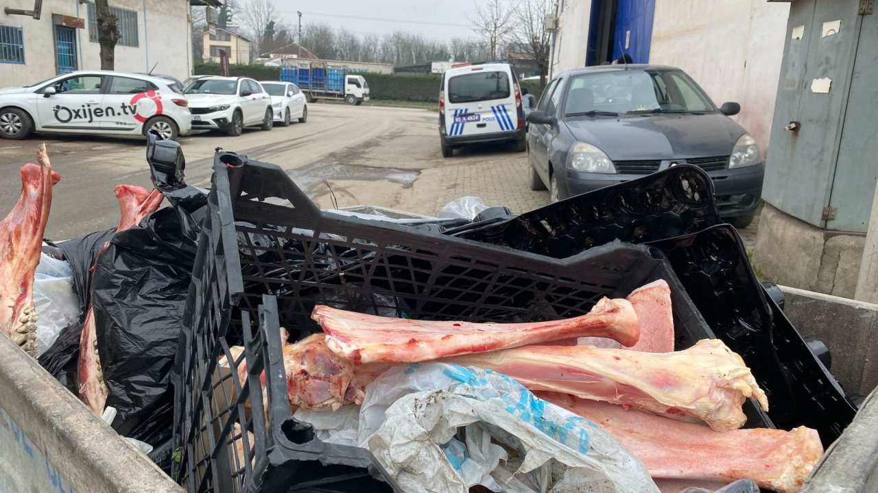 Çöp konteynerinde eti sıyrılmış at kemikleri bulundu: Çalışma başlatıldı