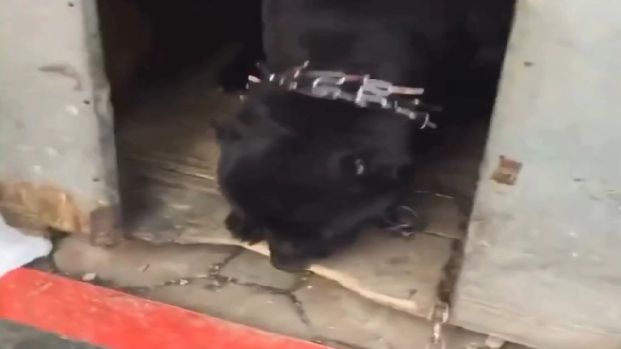 İstanbul'da hareketli dakikalar! Hırsızların üzerine köpeğini saldı