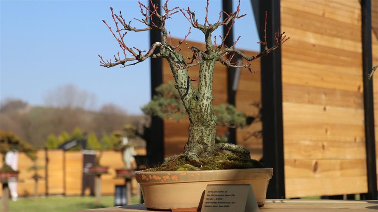 Türkiye'nin ilk "bonsai müzesi" açıldı