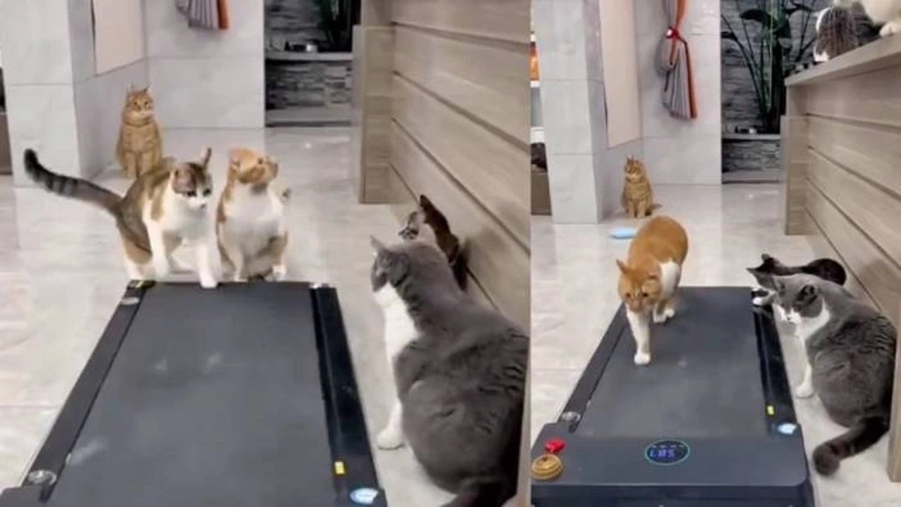 Koşu bandında yürümeye çalışan kedilerin eğlenceli anları viral oldu!