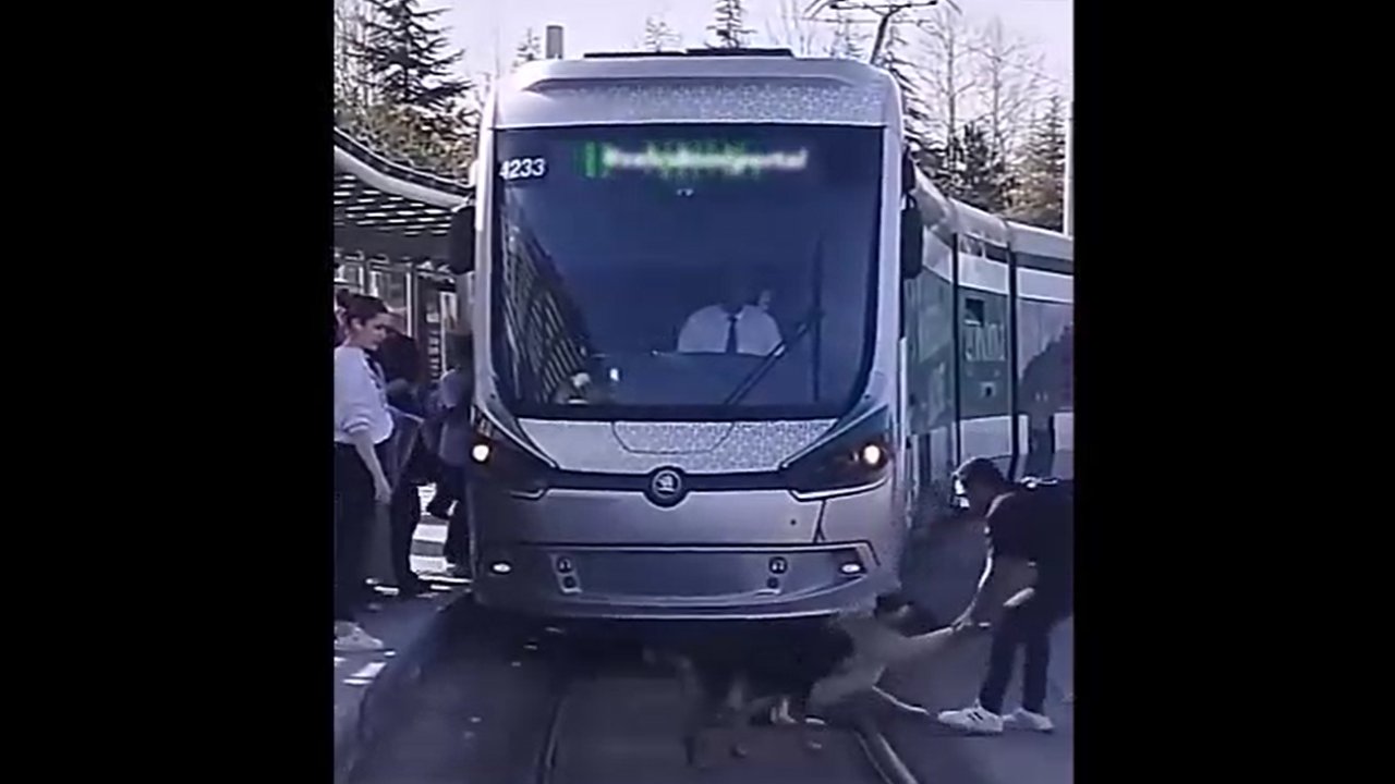 Tramvay yoluna giren köpekler yolculara ve sürücüye zor anlar yaşattı!