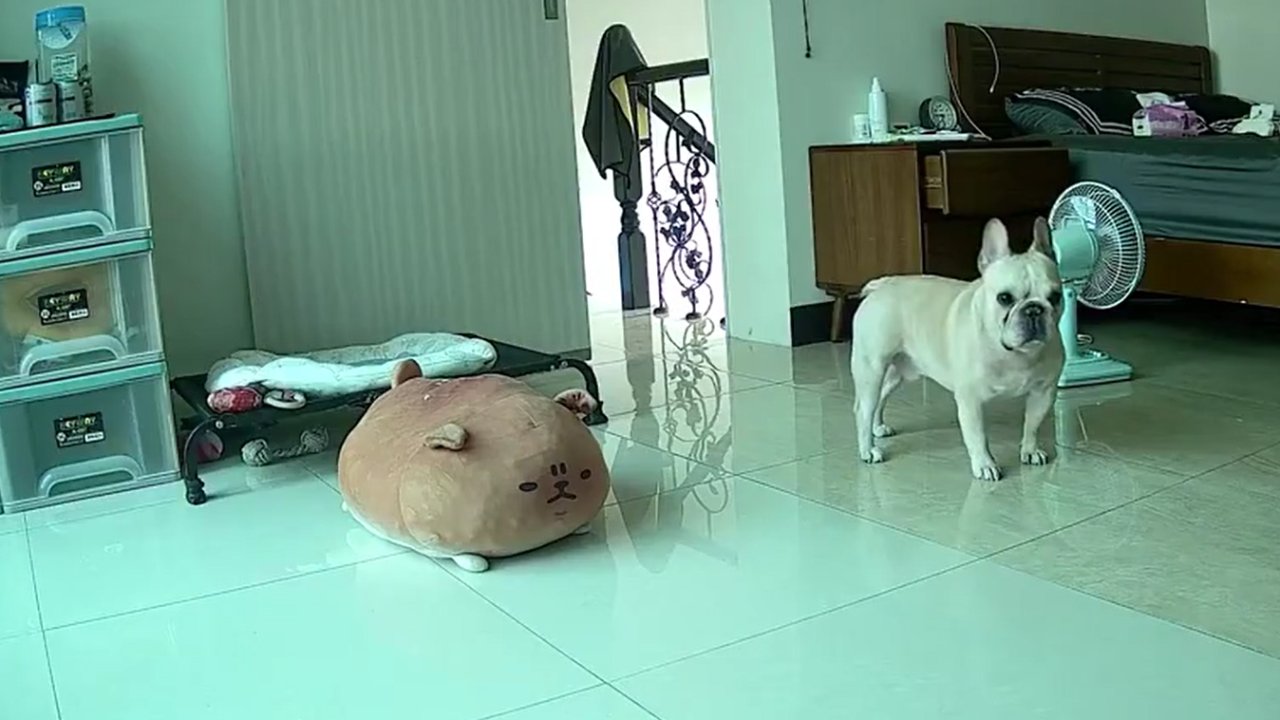 Tayvan’daki 7,4 büyüklüğündeki depremi önceden hisseden köpeğin o anları…