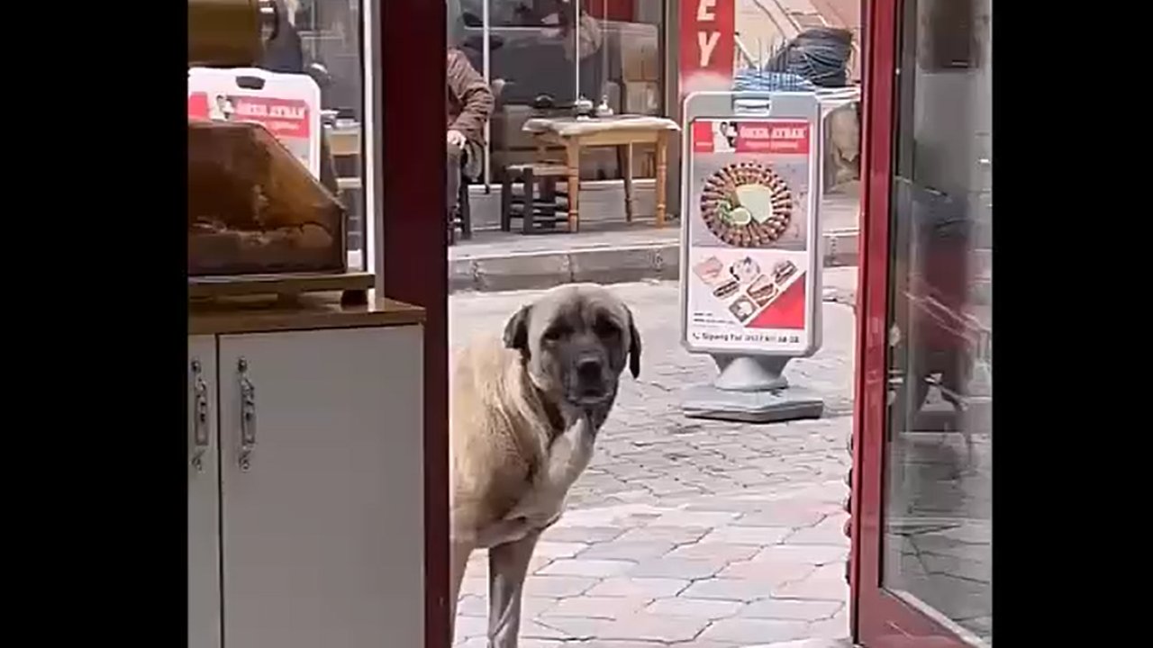 Lokantanın önüne giderek yemek bekleyen sokak köpeğinin sevimli halleri…