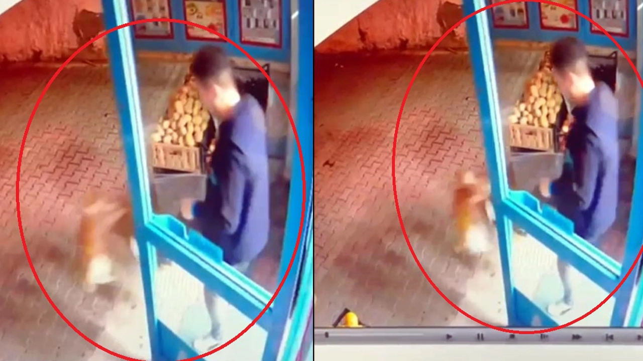 Market çalışanından tepki çeken hareket: Kediyi tekmeleyerek dışarı attı