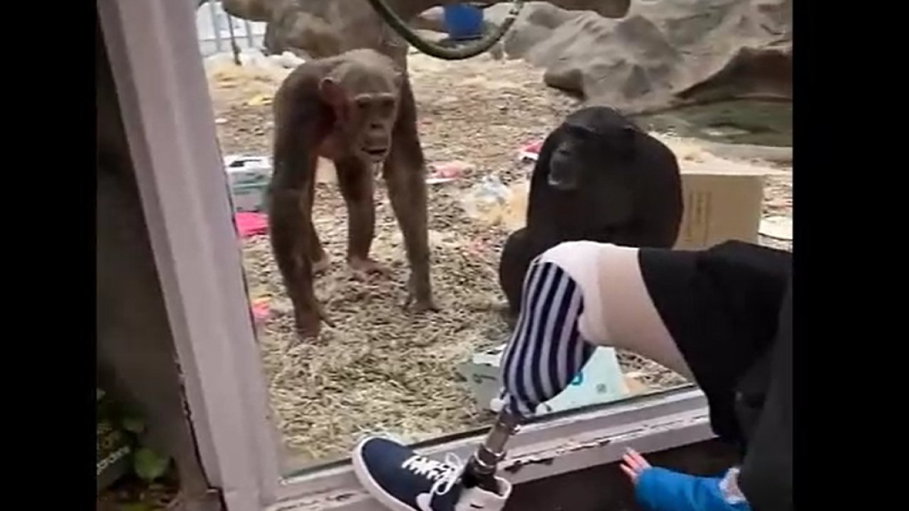 Cam kafeste protez bacaklı ziyaretçiyi gören şempanzelerin tepkisi olay yarattı!
