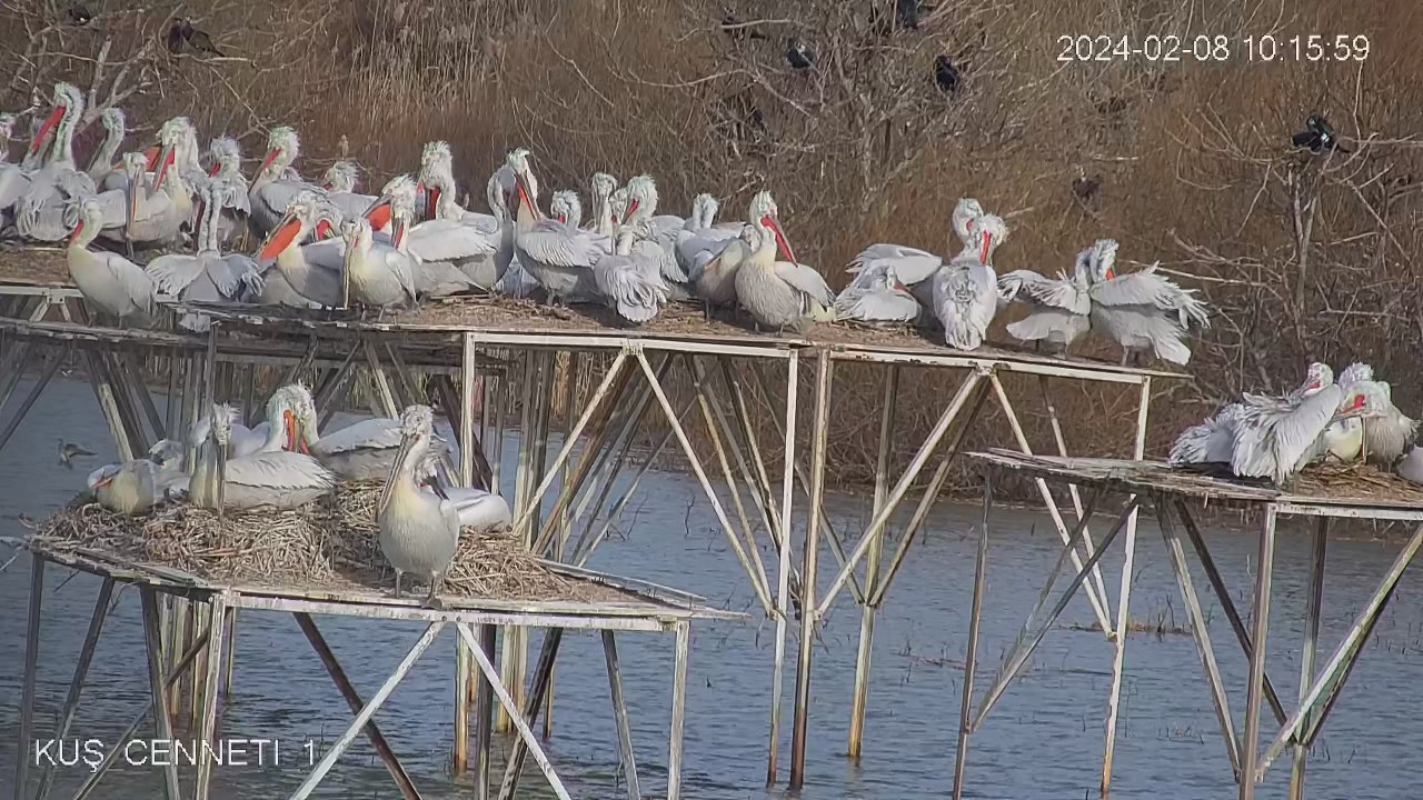Nesli tehlikedeki tepeli pelikan yavruları kamerayla izleniyor