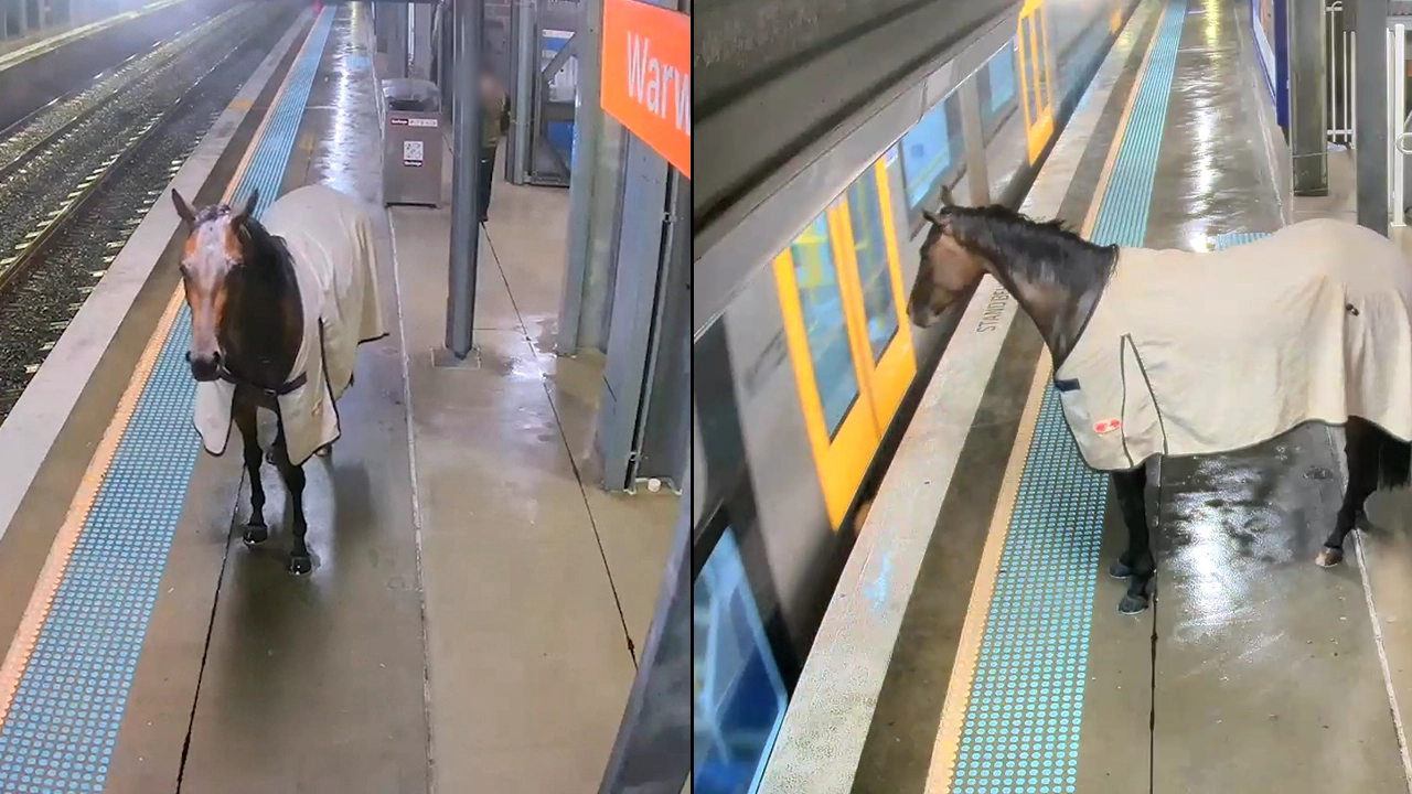 Avustralya’da hayrete düşüren anlar: Kaçan yarış atı, tren istasyonuna daldı