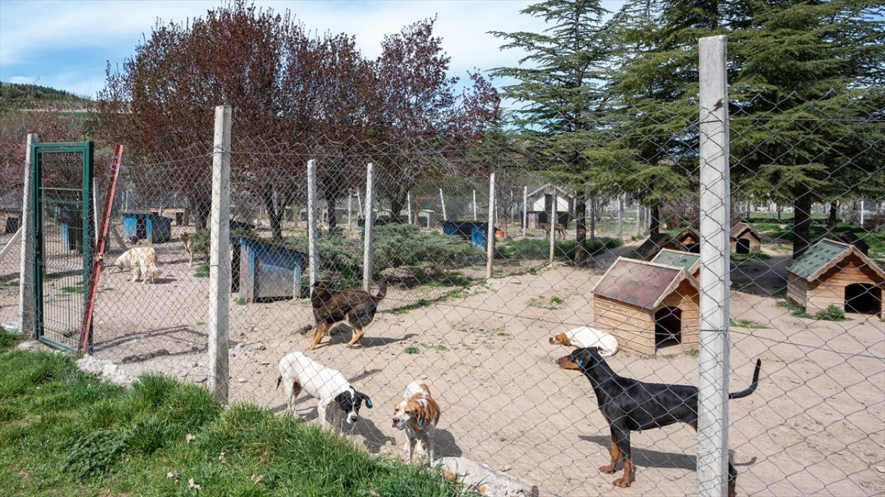 Bahçesinde 180 köpeğe bakan gönüllüye büyük ceza