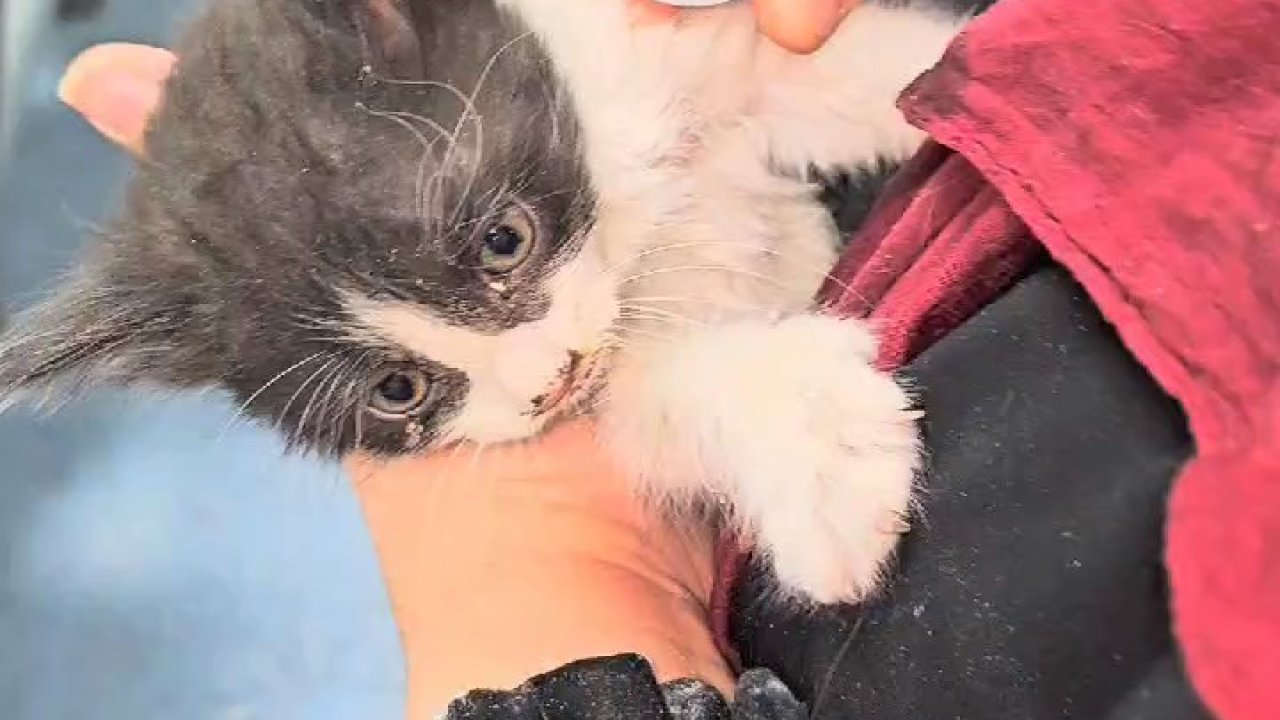 Hastanenin havalandırma boşluğuna düşen yavru kedi kurtarıldı