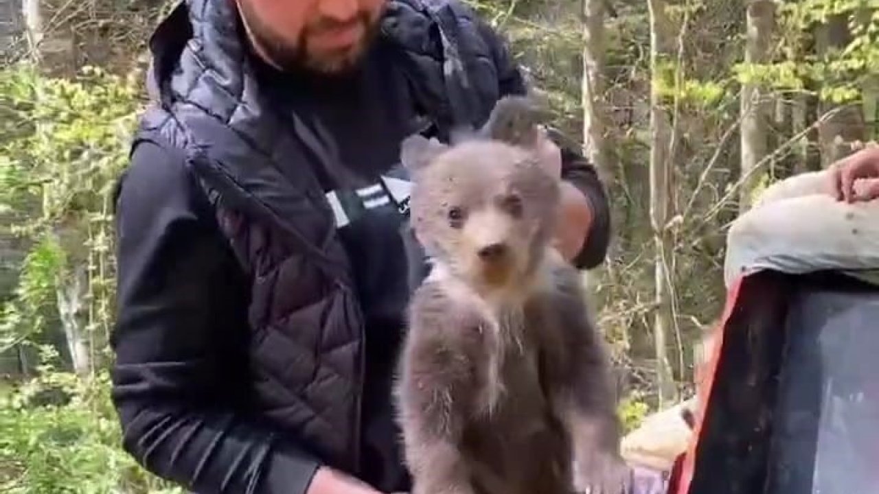 Sokakta buldukları yavru ayıyı besleyip ormana saldılar