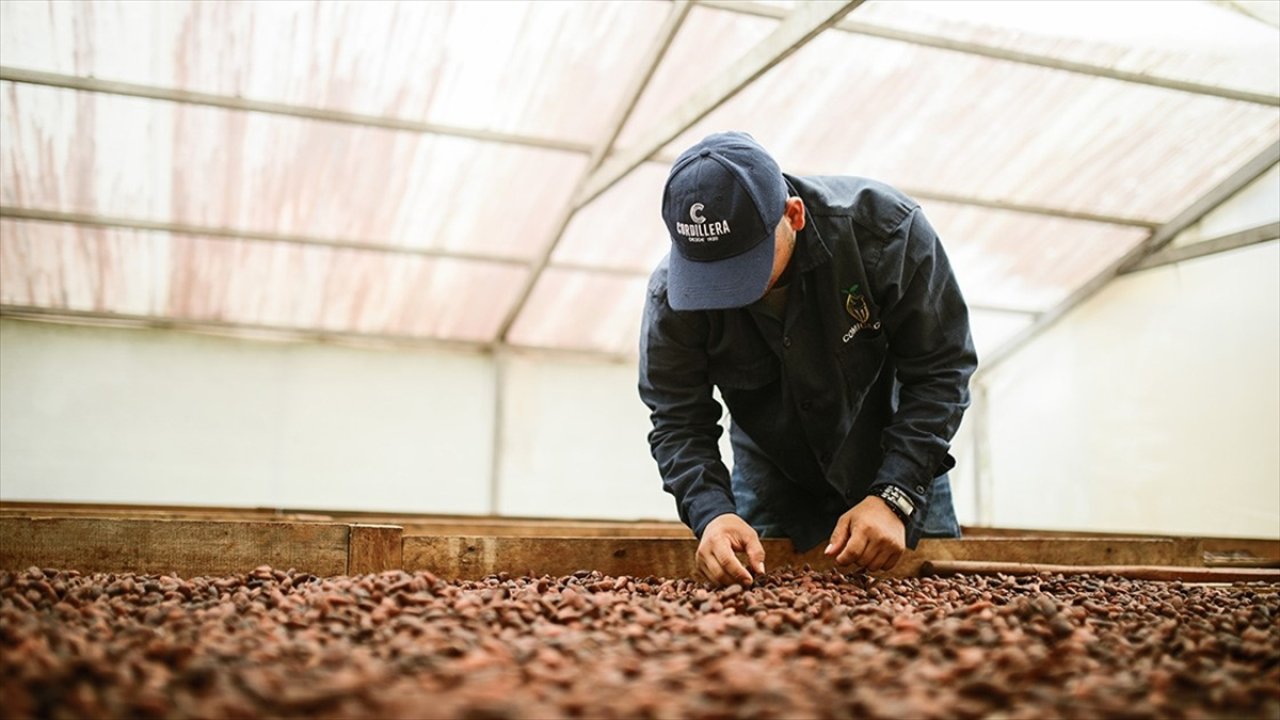 Kakao fiyatları tüm zamanların en hızlı düşüşünü yaşadı