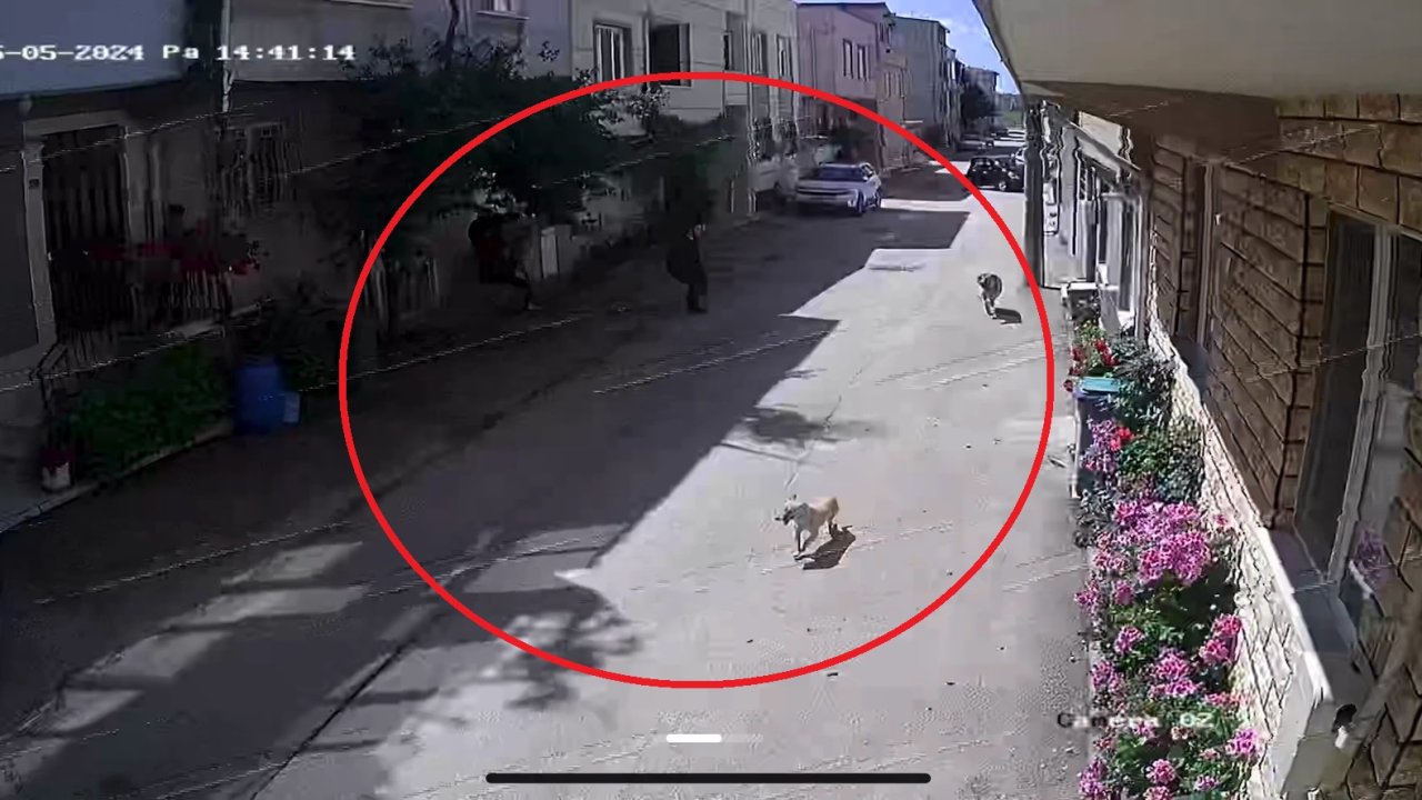 Köpekler sokakta oynayan 3 çocuğa saldırdı!