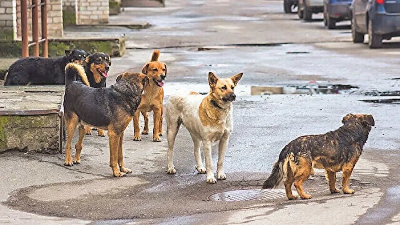 Başıboş sokak köpeklerinin artışı