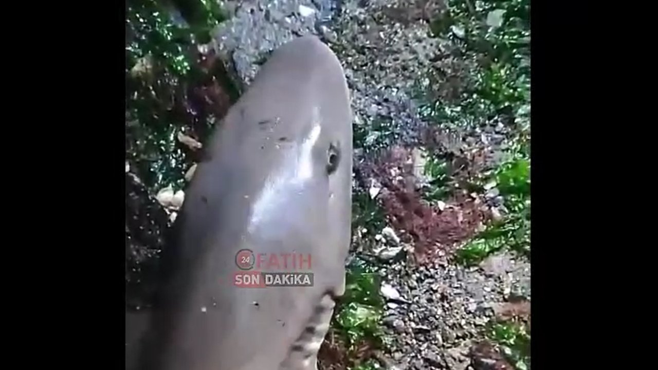 Balat Sahili’nde köpek balığı paniği!