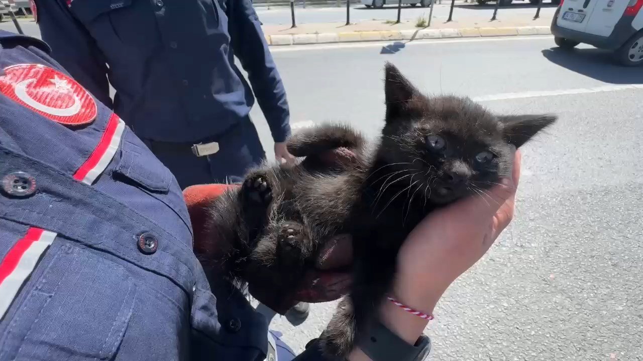 Servis minibüsünde kedi kurtarma operasyonu