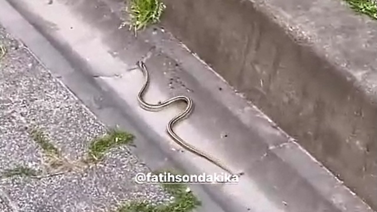 İstanbul’un göbeğinde yılan paniği!
