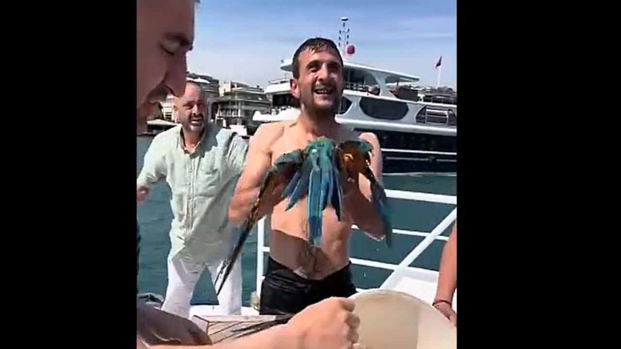 Tekneden atlayıp Boğaz’a düşen papağanı kurtardı!