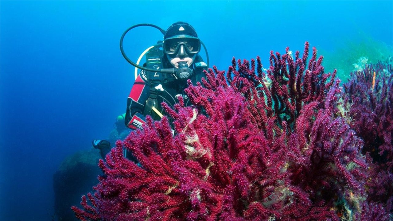 Nesli tehlike altındaki kırmızı mercanlar Ayvalık'ta görüntülendi