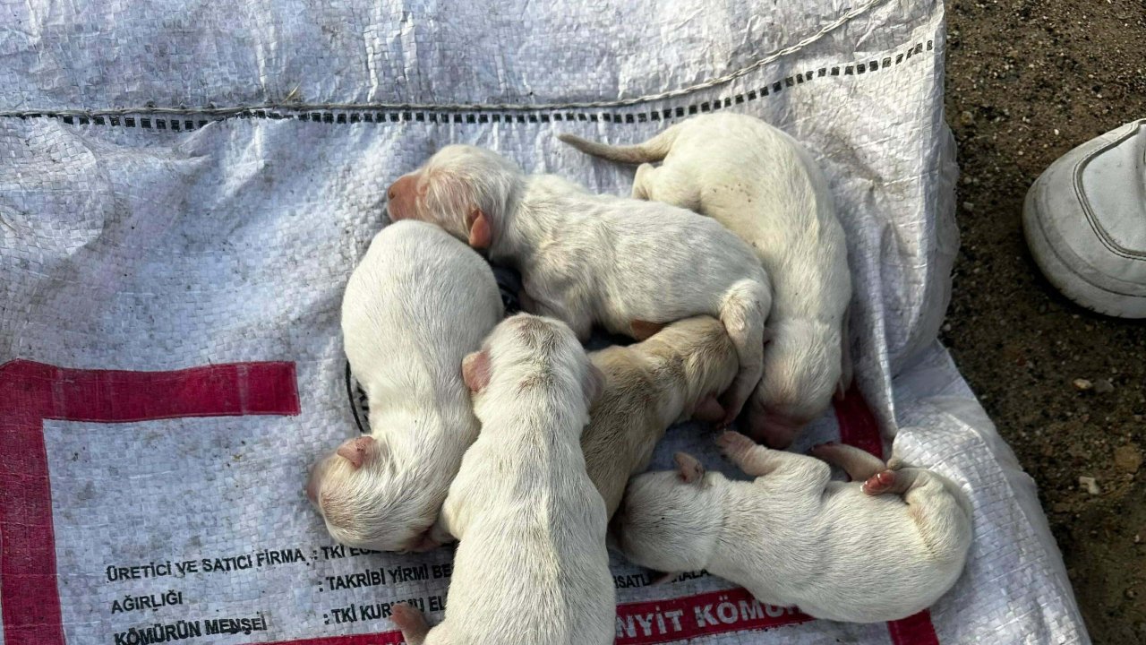 Vicdansızlığın bu kadarı: Yavru köpekleri çuvala koyup çöp konteynerinde ölüme terk ettiler