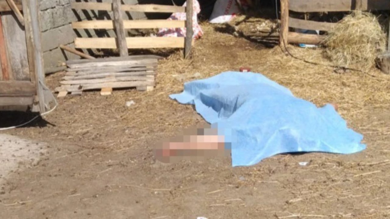 Silivri'de trajik ölüm! Koyun kırkarken canından oldu