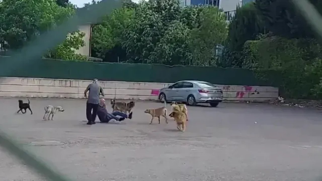 Başıboş sokak köpekleri parkta vatandaşa saldırdı!