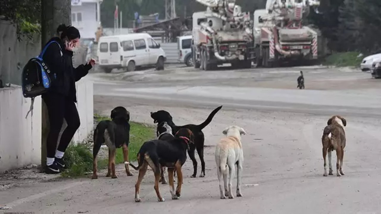 HAYTAP'tan sokak hayvanları yasa tasarısına tepki: 'Meclise gelirse insanlar ayaklanır'