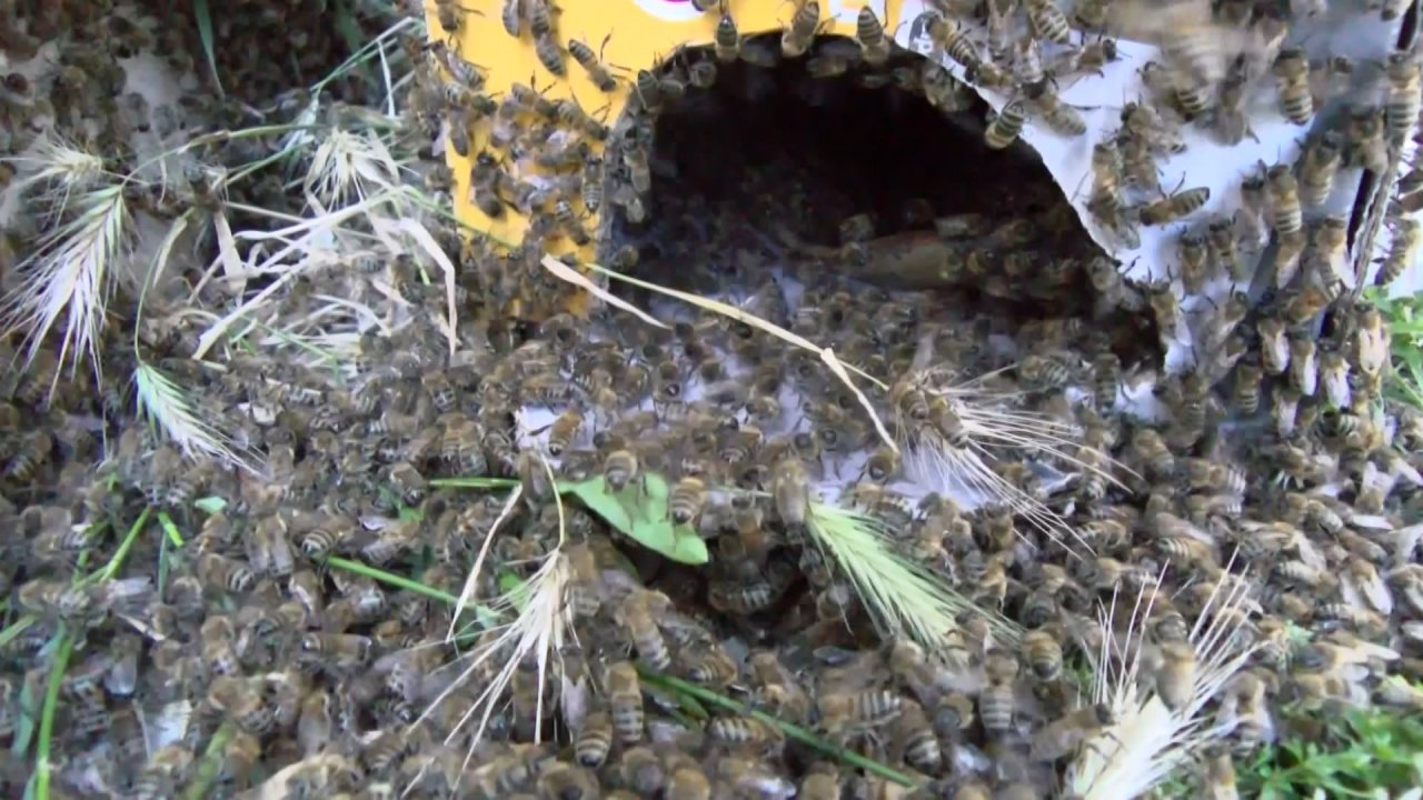 İlçe halkı tedirgin: Binlerce arı binanın çitlerini sardı