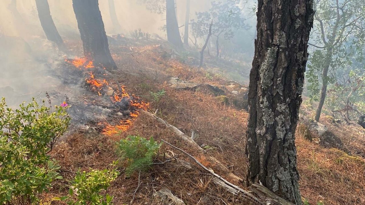 Balıkesir'de orman yangını! 1 hektar alan zarar gördü