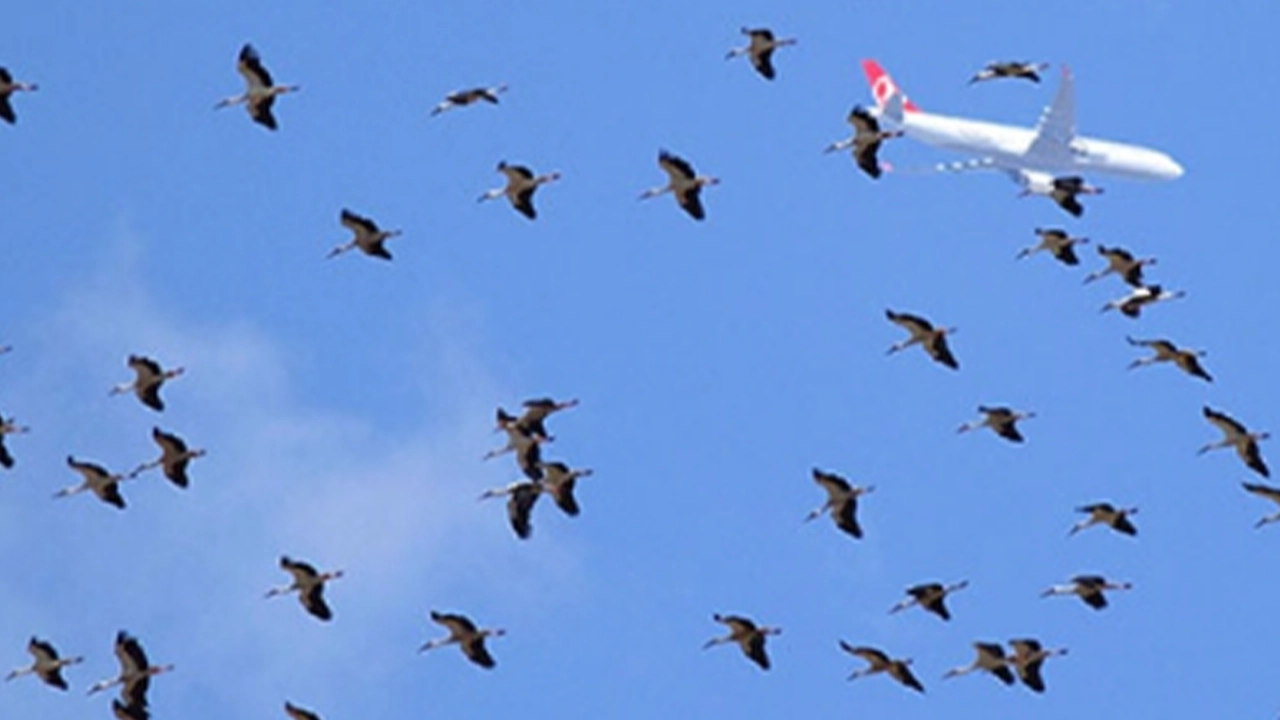İstanbul Hava Sahasında leylek alarmı: Pilotlara uyarı yapıldı