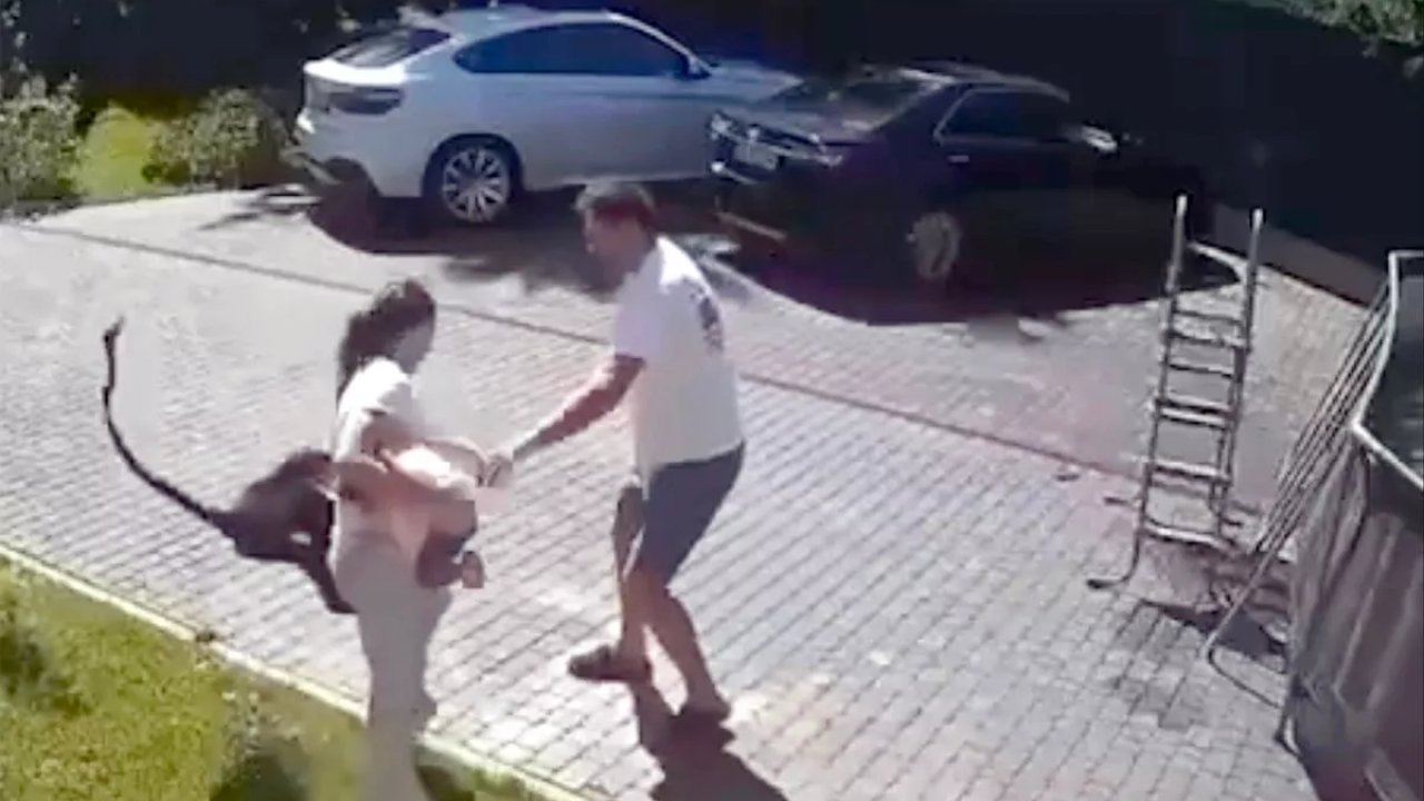 Kaçan maymun iki yaşındaki Ukraynalı mülteci kıza saldırdı
