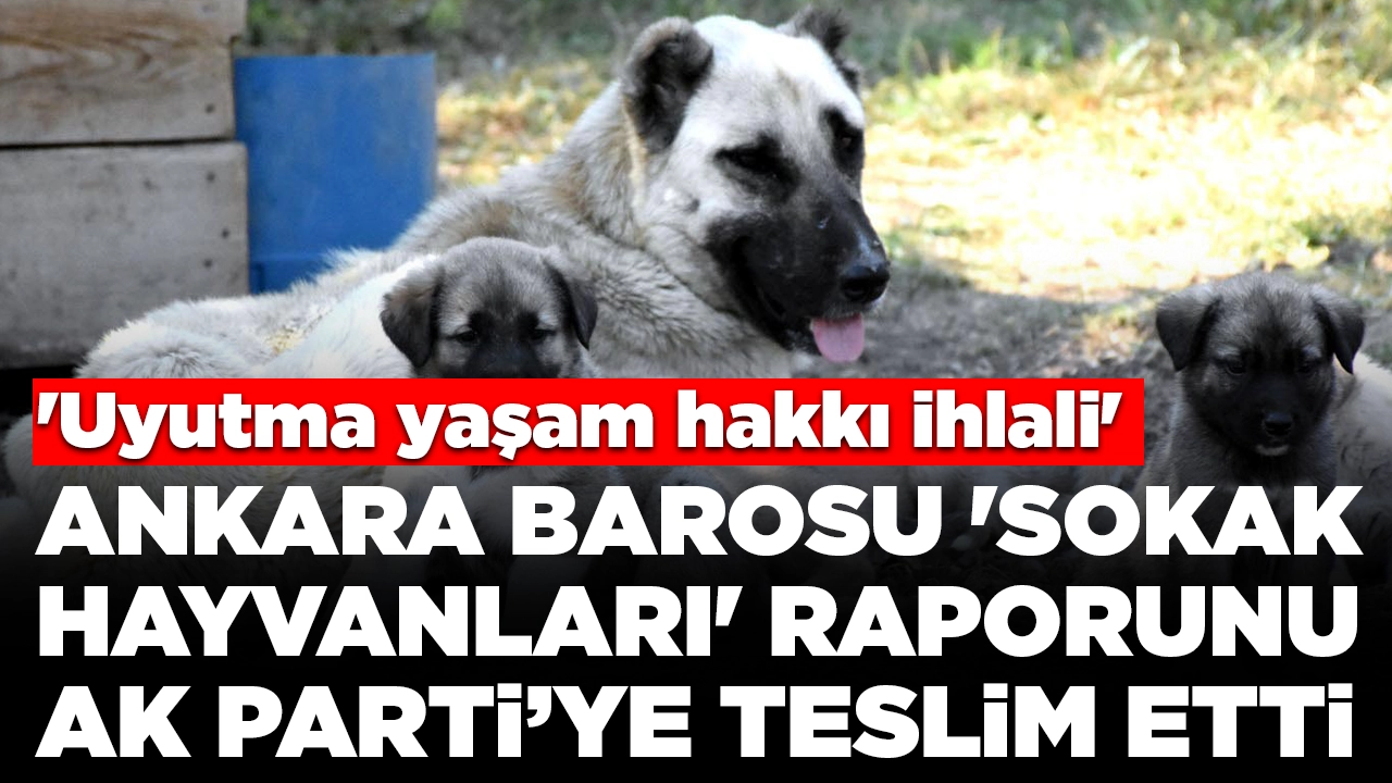 Ankara Barosu 'sokak hayvanları' raporunu AK Partiye teslim etti: 'Uyutma yaşam hakkı ihlali'
