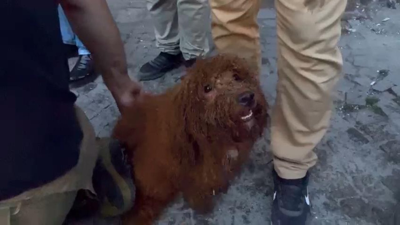 Küçükçekmece'deki enkazda kalan köpek "Cookie" kurtarıldı