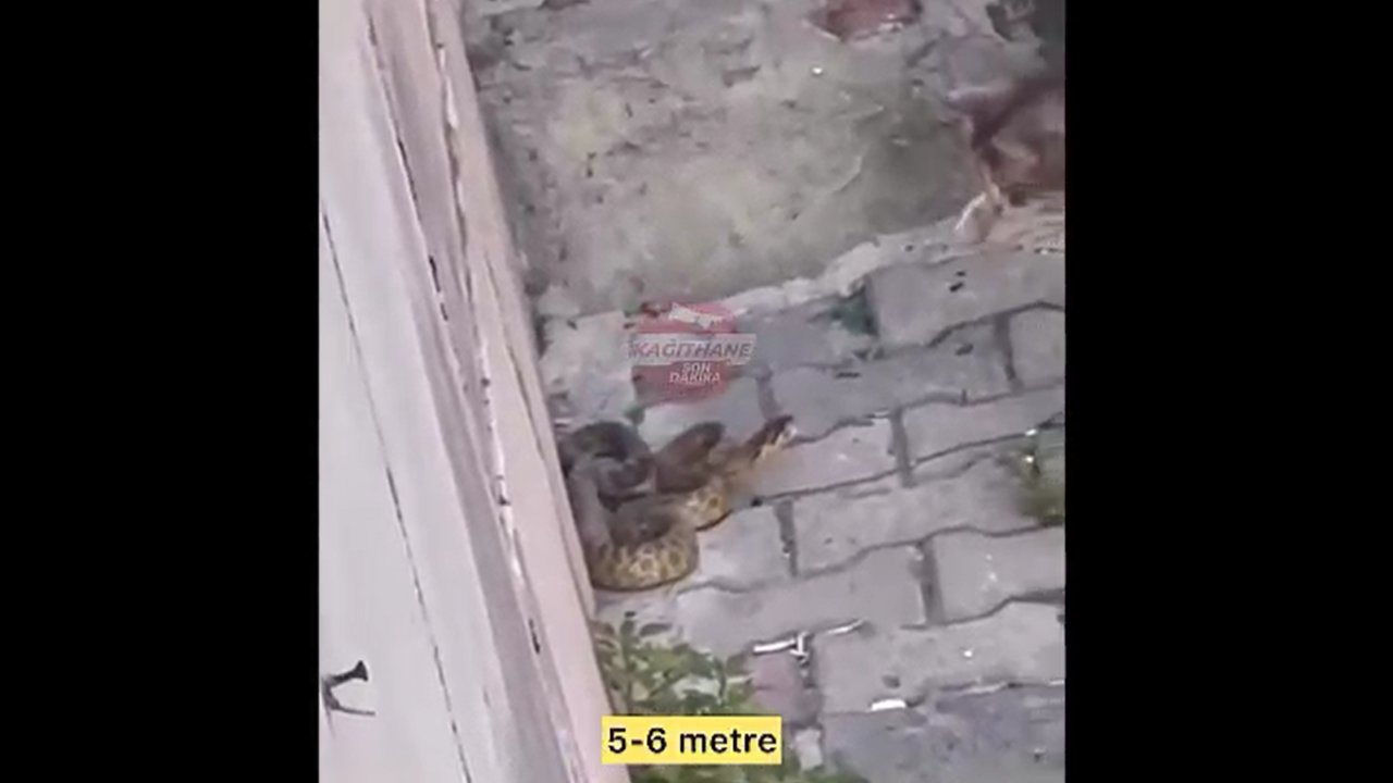 Dev yılan mahalleye indi, sokak kedisiyle kavga etti!