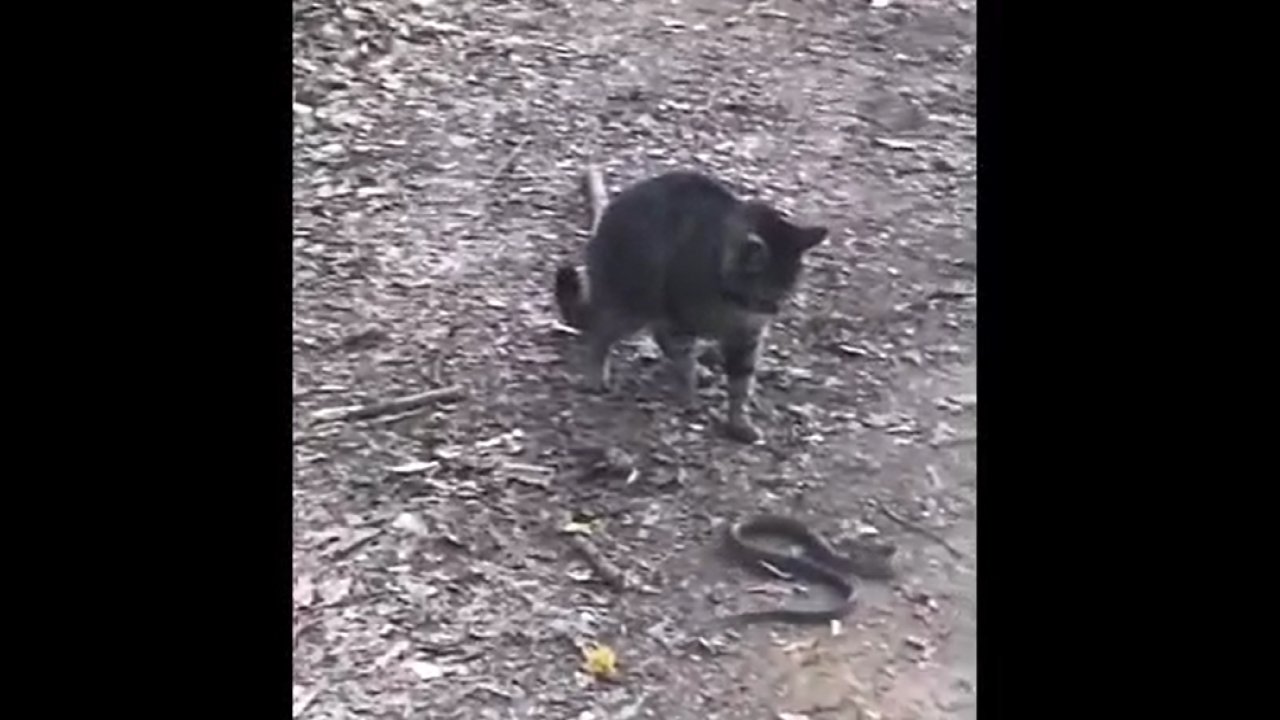 Yılanla kedi yol kenarında birbirine girdi!