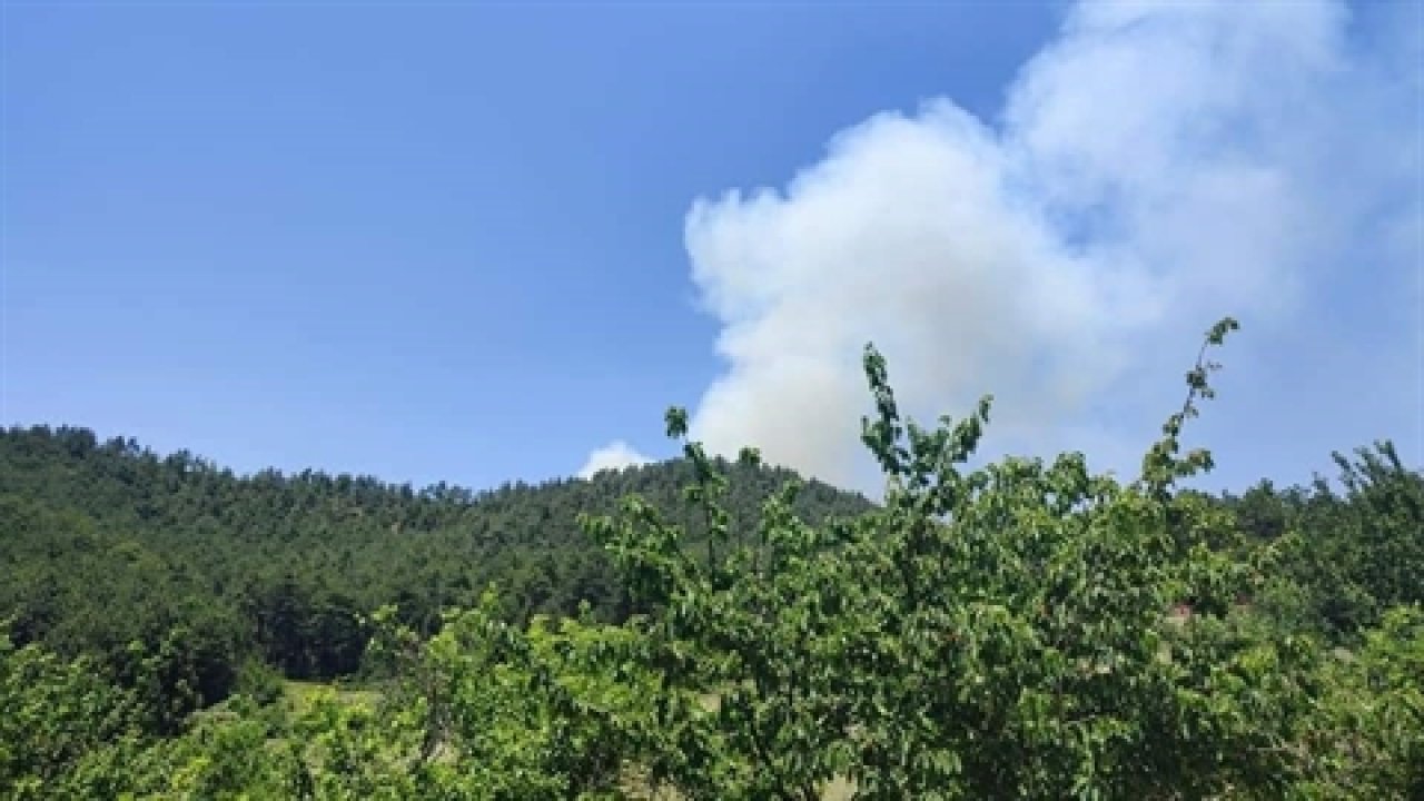 Saatler sonra kontrol altına alınmıştı: Bursa'da orman yangınına soruşturma