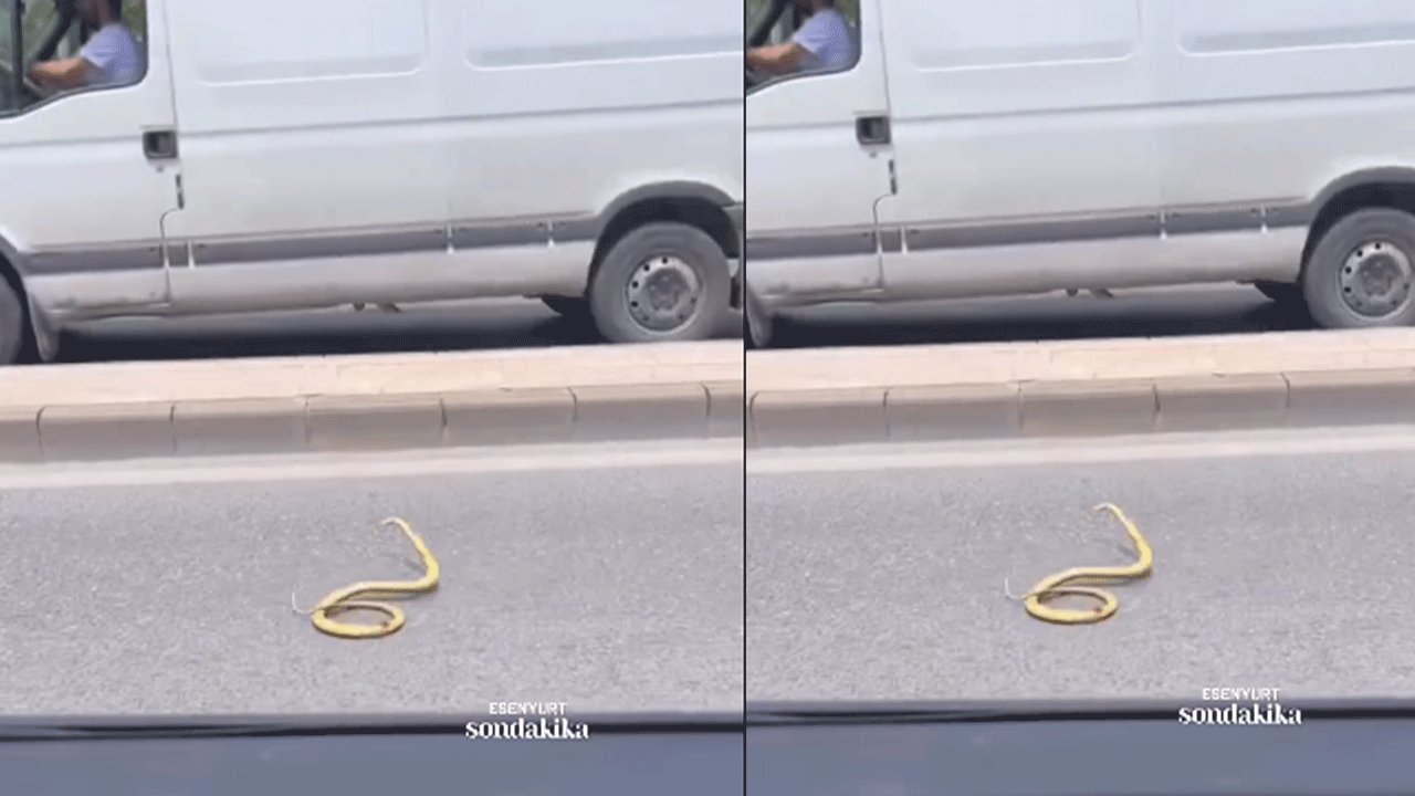 Esenyurt'un işlek caddesinde yılan paniği!