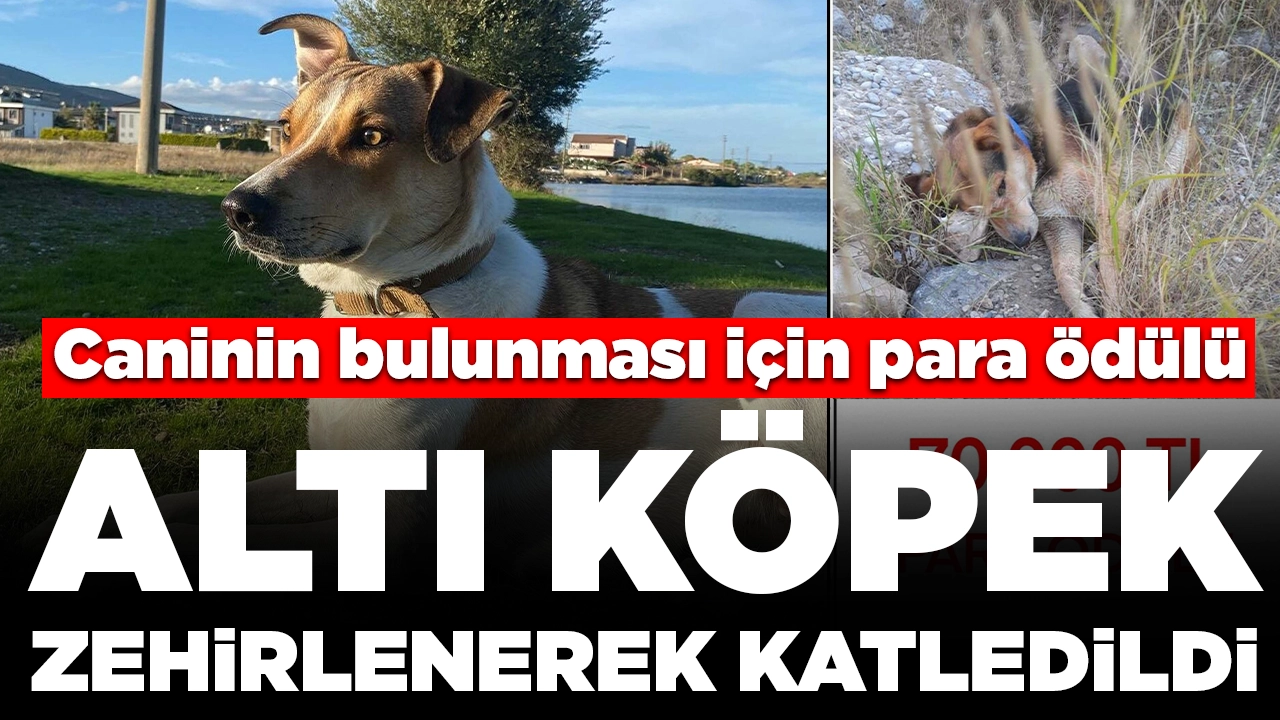 İzmir'de altı köpek zehirlenerek katledildi: Caninin bulunması için para ödülü
