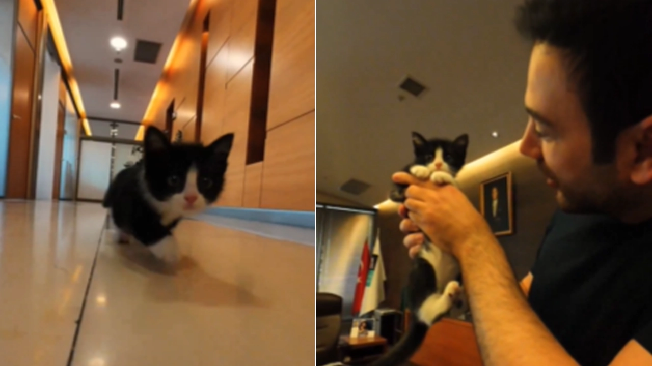 Beşiktaş Belediyesi’nden sahiplendiği kedi için halka açık çağrı: 'Adını Beşiktaşlılar belirlesin'