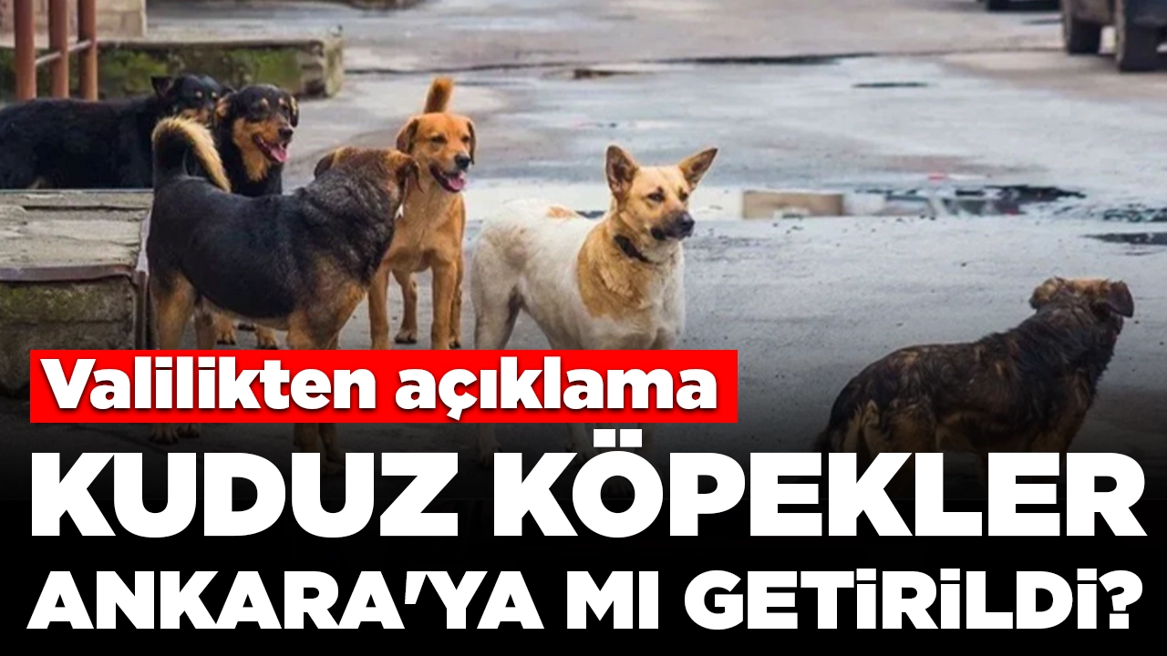 Kuduz köpekler Ankara'ya mı getirildi? Valilik harekete geçti