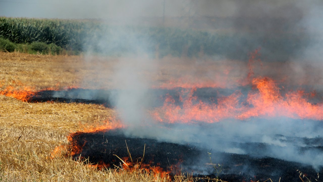Adana'da iki günde 10 orman yangını çıktı, profesör uyardı: 'Hiç olmadığımız kadar dikkat etmeliyiz'