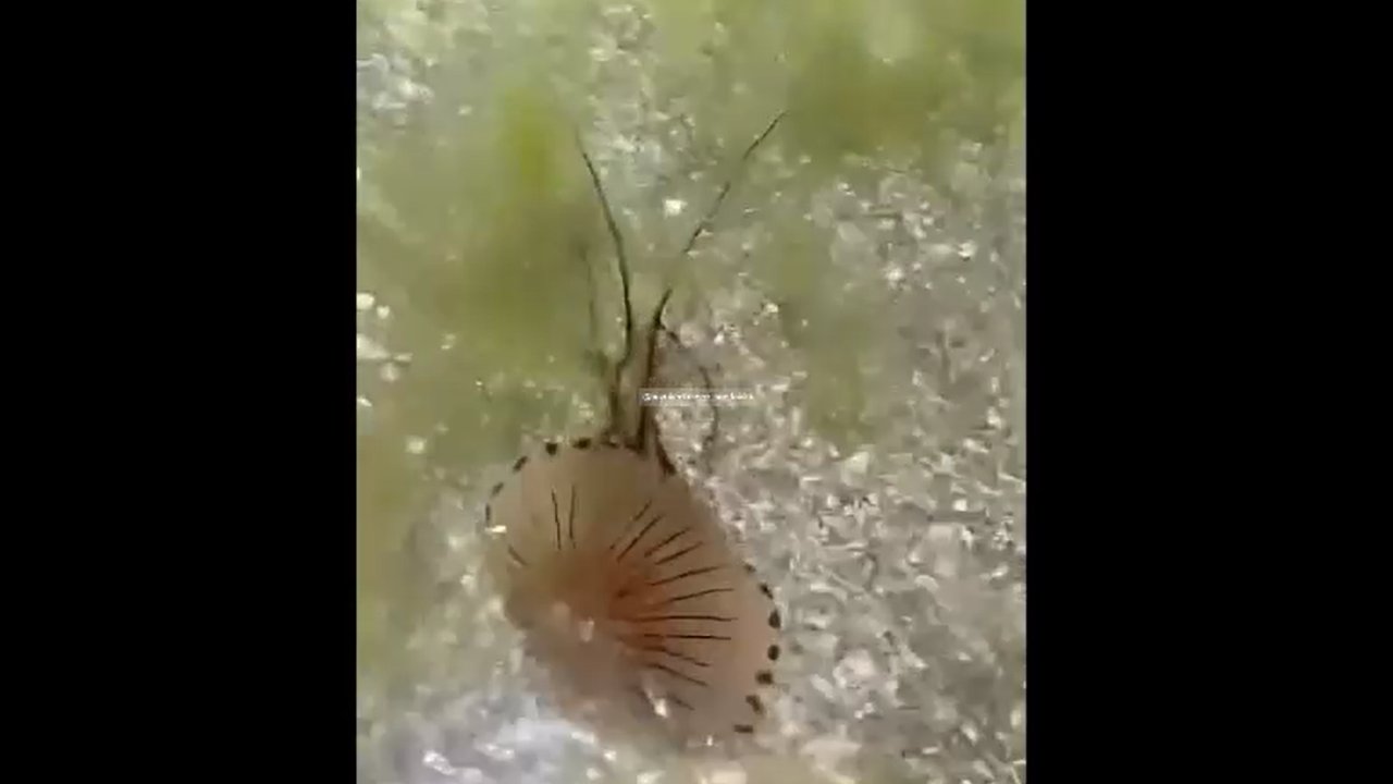 Kumburgaz sahilinde zehirli denizanası paniği!
