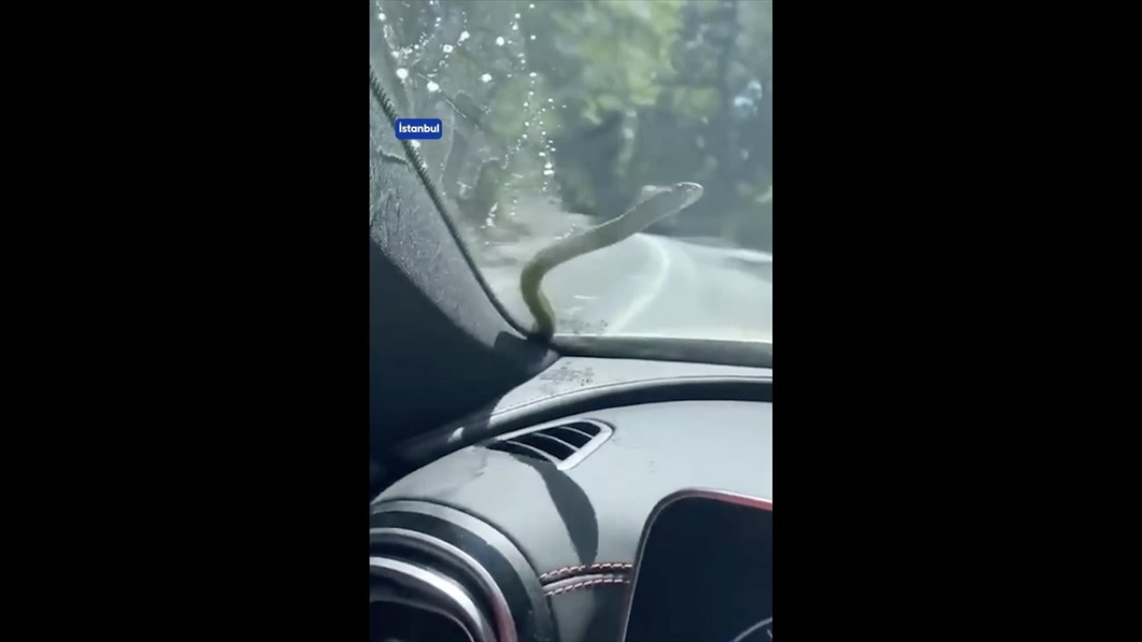 İstanbul'da aracının ön camına yılan düşen sürücü şaşkınlığa uğradı
