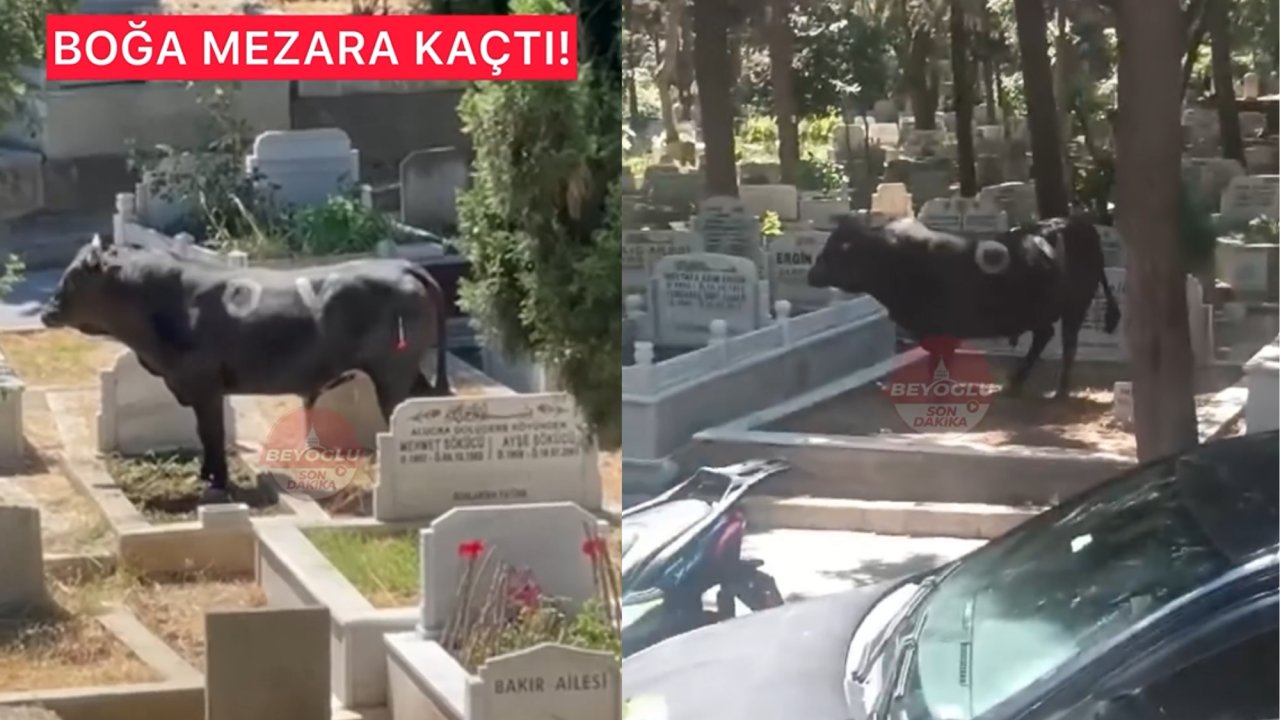 Beyoğlu'nda kurbanlık boğa mezarlığa kaçtı!