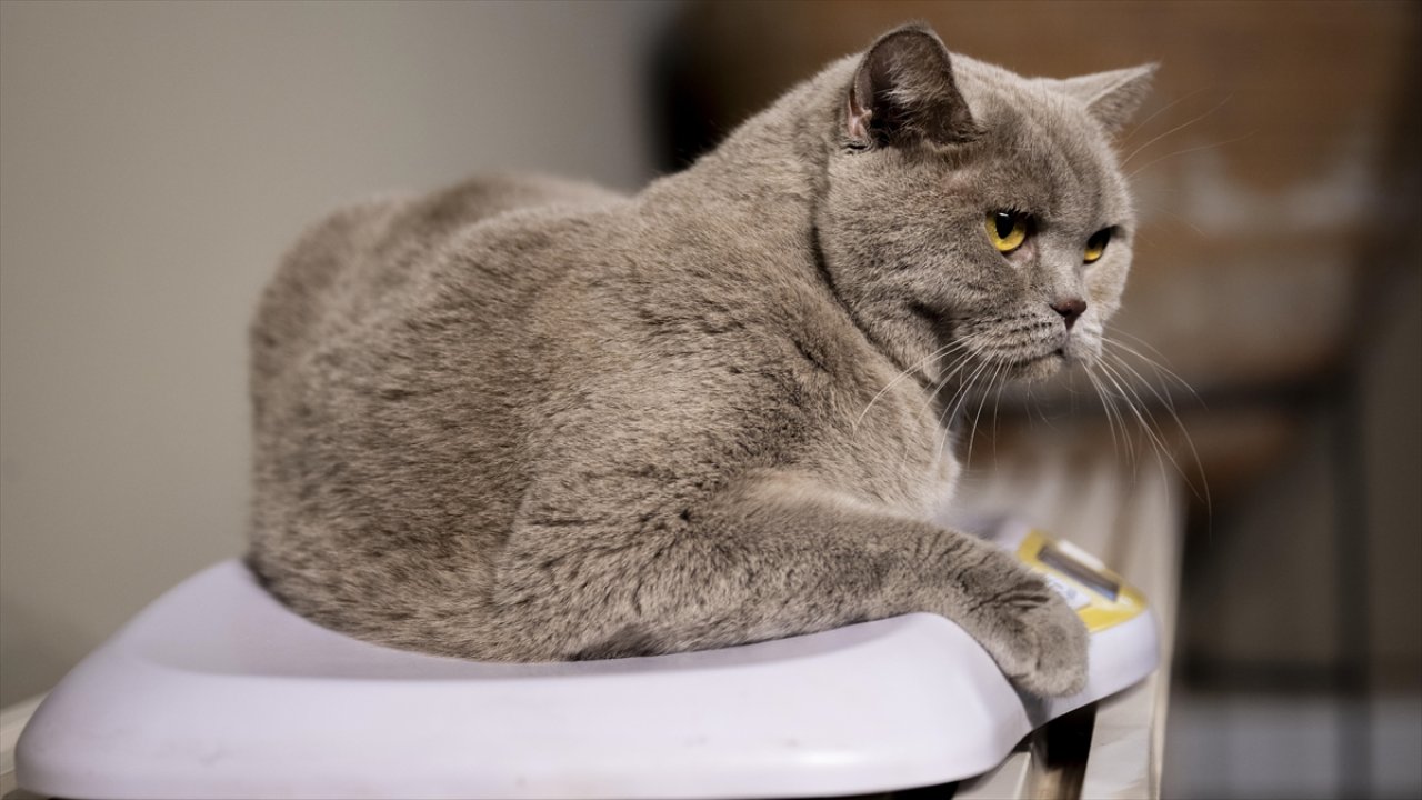 Obez kedi 'Şiraz' egzersiz ve diyetle 6 kilo verdi