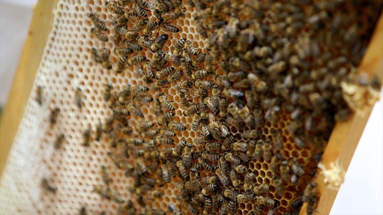 Aşırı sıcaklar bal arılarını olumsuz yönde etkiliyor