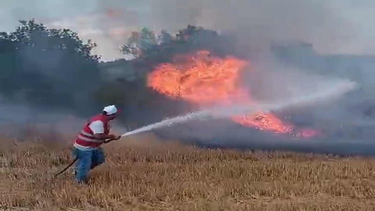 Edirne'de anız yangını, ormana sıçradı!